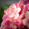 Sullivans Home Decor - FRESHCUT® VIVID FUSCHIA SPRING