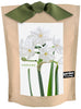 Potting Shed Creations, Ltd. - Garden in a Bag Paperwhites | Fall & Christmas | Best Seller
