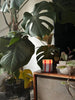 Atina Glass Candle - Tomato & Mint Leaf