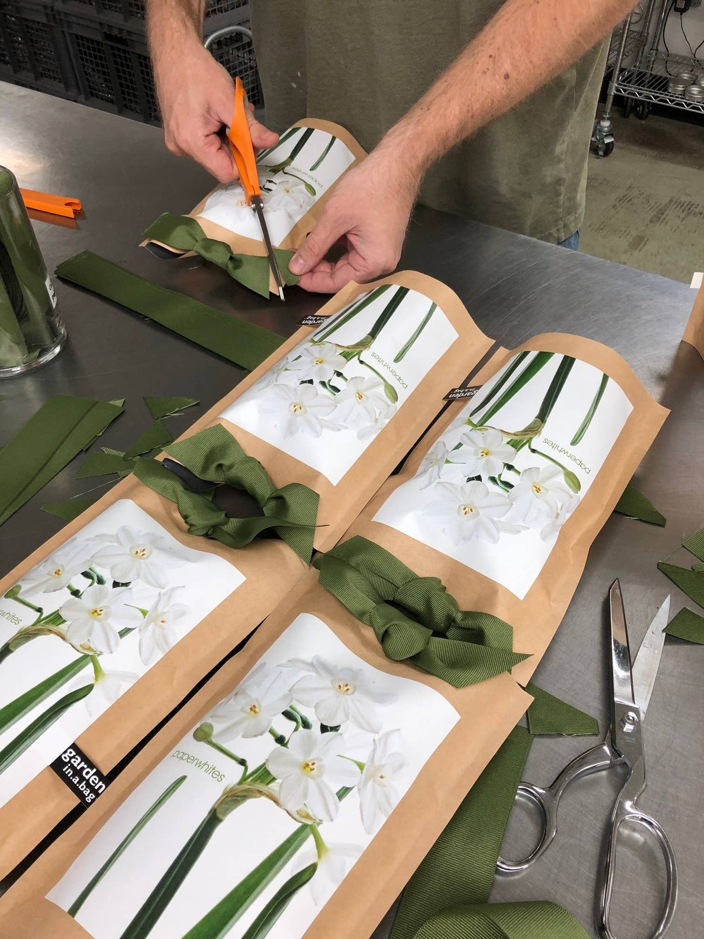 Potting Shed Creations, Ltd. - Garden in a Bag Paperwhites | Fall & Christmas | Best Seller