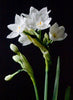 Potting Shed Creations, Ltd. - Garden in a Bag Paperwhites | Fall & Christmas | Best Seller