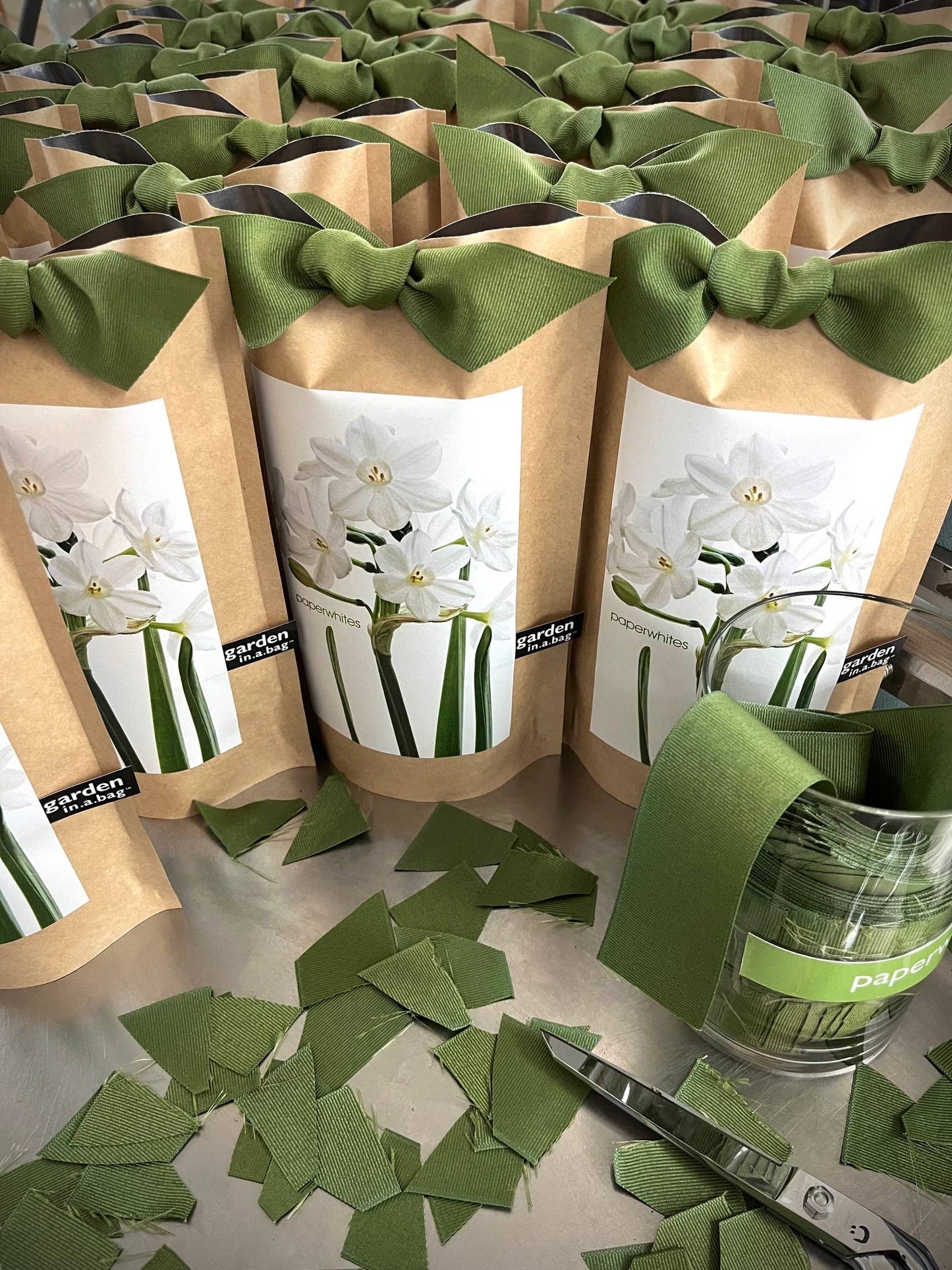 Potting Shed Creations, Ltd. - Garden in a Bag Paperwhites | Fall & Christmas | Best Seller