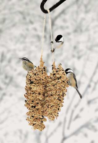 Mr Bird - Pine Cone Pair