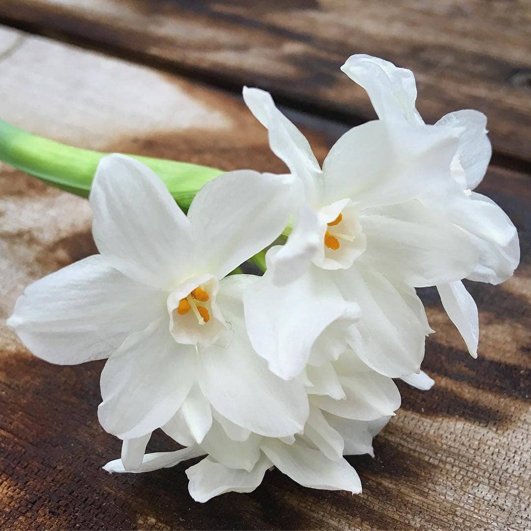 Potting Shed Creations, Ltd. - Garden in a Bag Paperwhites | Fall & Christmas | Best Seller