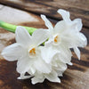 Potting Shed Creations, Ltd. - Garden in a Bag Paperwhites | Fall & Christmas | Best Seller