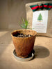 Potting Shed Creations, Ltd. - Christmas Tree to Be | Holiday gift | Fall Favorite