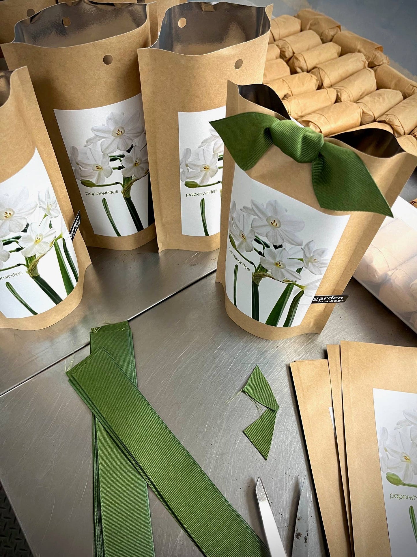 Potting Shed Creations, Ltd. - Garden in a Bag Paperwhites | Fall & Christmas | Best Seller