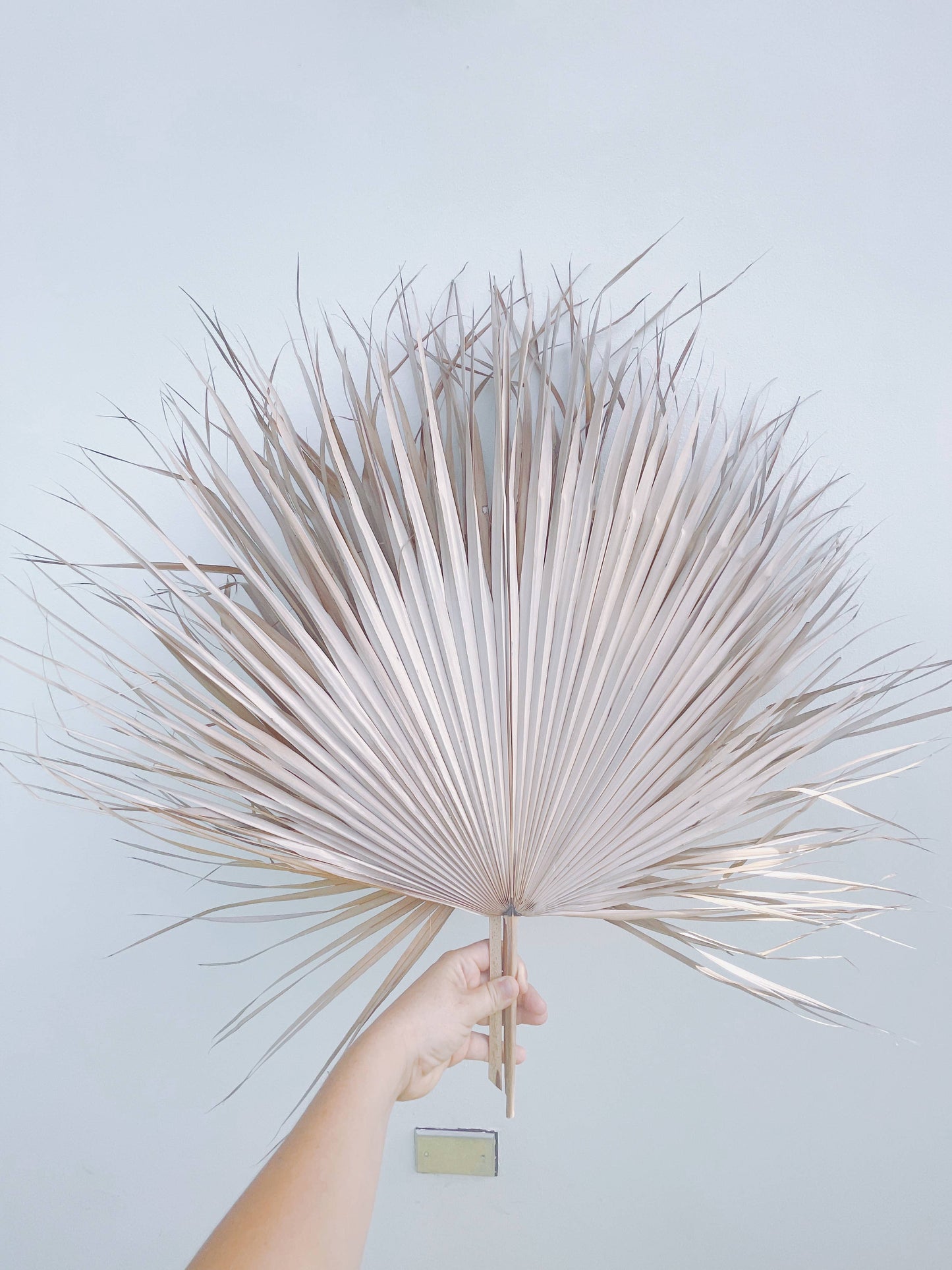 The Blooming Palm - Bundle of 3, Wispy Leaf, Natural, Palm Fan + 1 Free 20" Palm