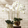 Napa Home & Garden - Phalaenopsis Orchid Drop-In 30"-White