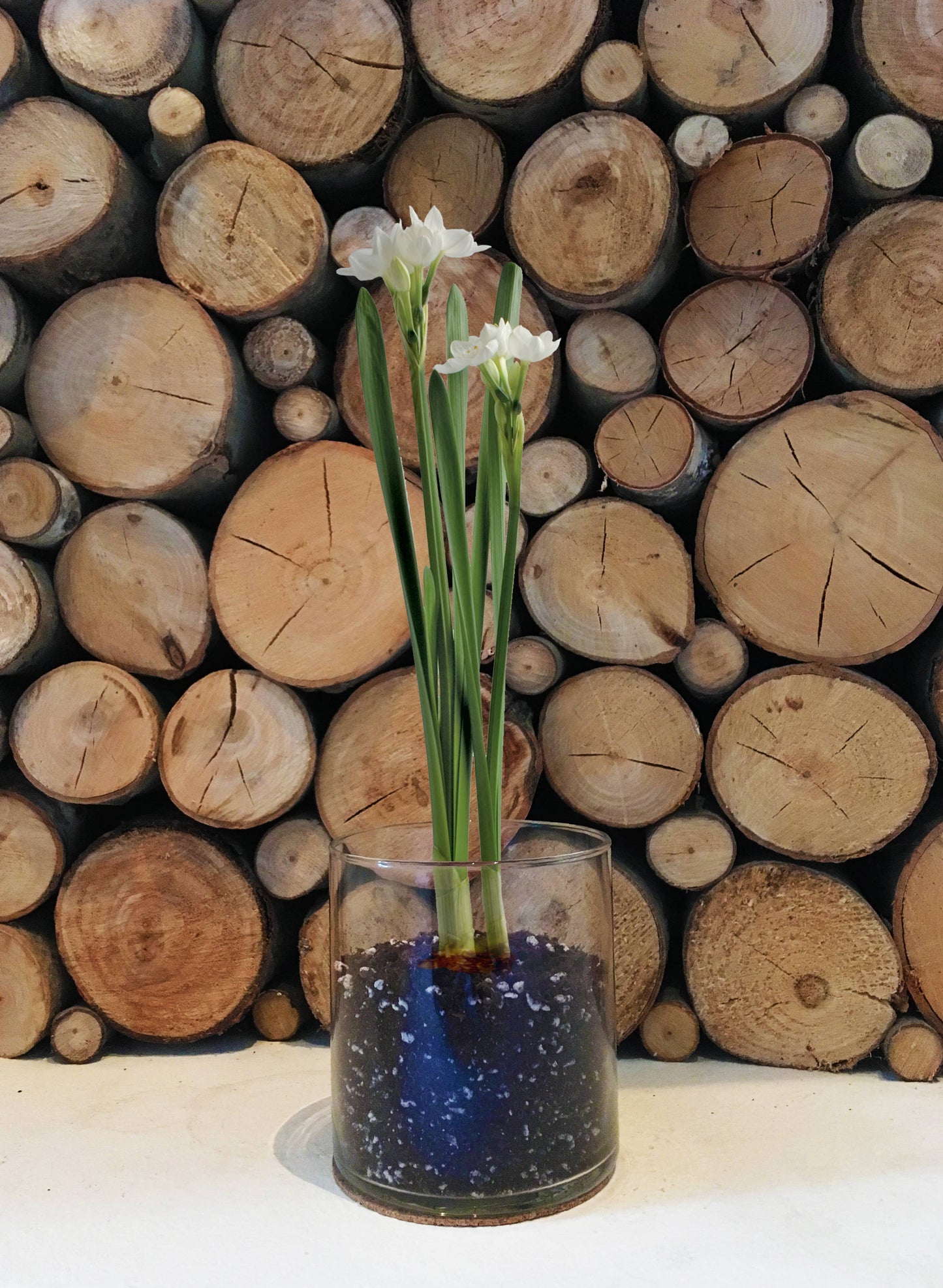 Potting Shed Creations, Ltd. - Garden in a Bag Paperwhites | Fall & Christmas | Best Seller
