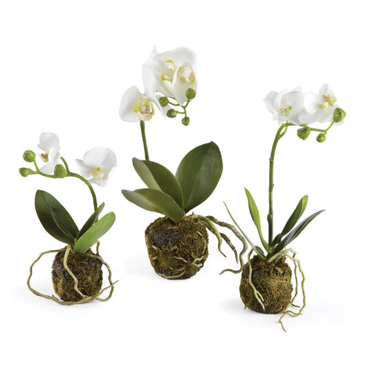 Napa Home & Garden - Phalaenopsis Orchid Drop-Ins, Set Of 3