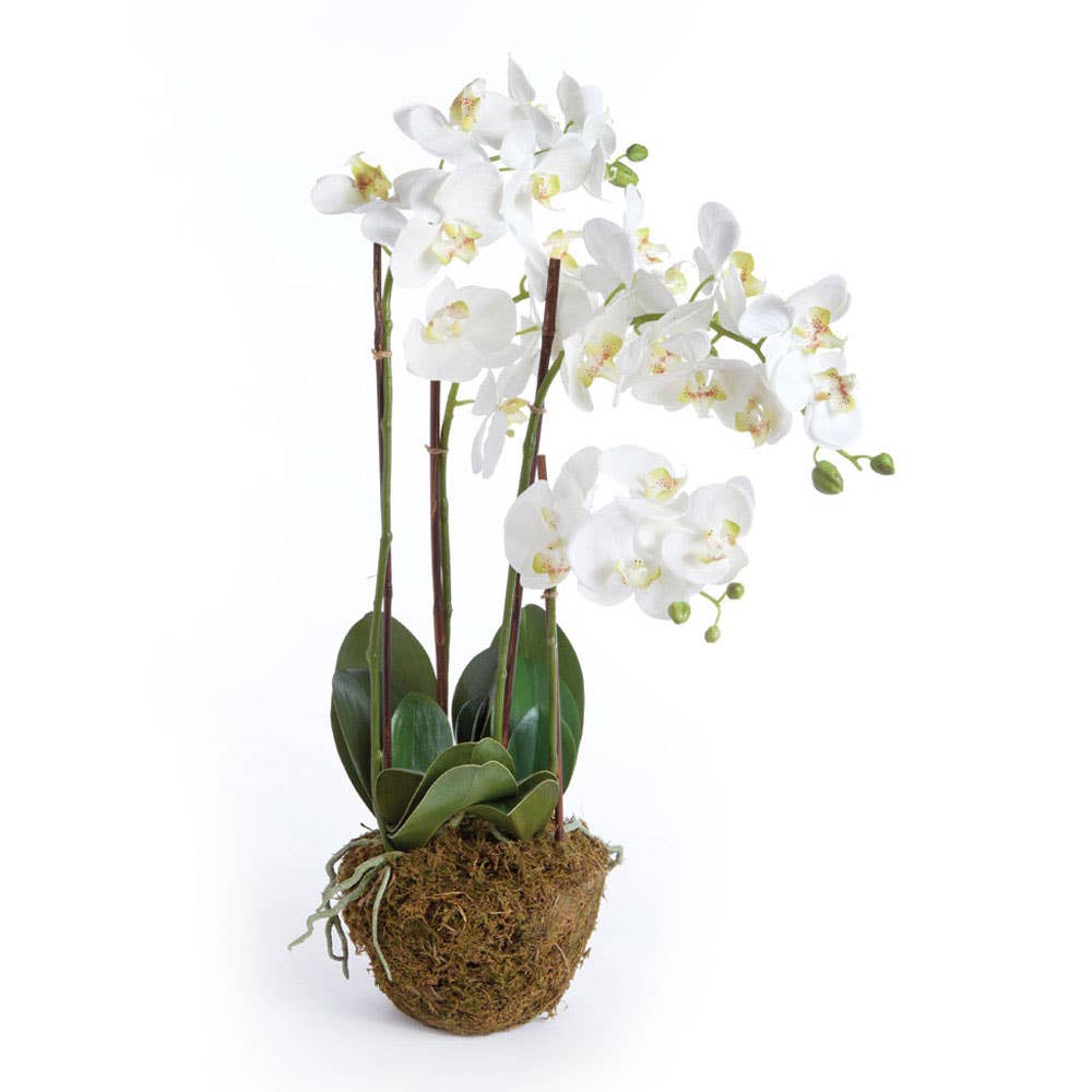 Napa Home & Garden - Phalaenopsis Orchid Drop-In 30"-White